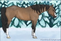 Horse Color:Bay Dun