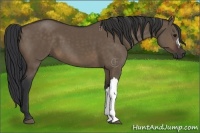 Horse Color:Brown Dun 