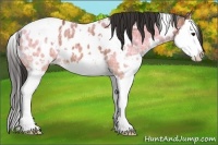 Horse Color:White Spotted Bay Ice Splash Near Leopard 