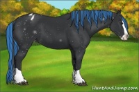 Horse Color:Painted Black Splash Appaloosa 
