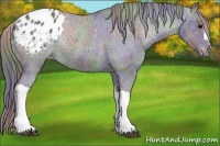 Horse Color:Nacre Black Appaloosa Rabicano