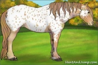 Horse Color:Nacre Chestnut Appaloosa 