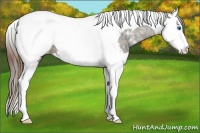 Horse Color:Plaid  Grullo Ice Sabino Splash Tobiano Appaloosa 