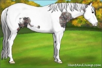 Horse Color:Plaid Black Ice Splash Tobiano Appaloosa