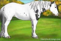 Horse Color:White Spotted Black Ice Splash Tobiano Appaloosa Rabicano