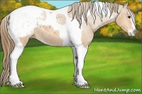 Horse Color:Buckskin Sabino Tobiano Appaloosa