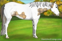Horse Color:Plaid Bay Sabino Splash Tobiano Appaloosa