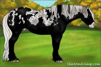 Horse Color:White Spotted Silver Black Splash Appaloosa 