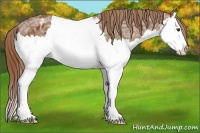 Horse Color:Chestnut Ice Splash Appaloosa