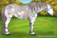 Horse Color:Brown Sabino Splash Appaloosa
