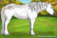 Horse Color:Gray Chestnut Ice Splash Appaloosa