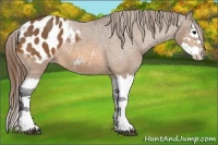 Horse Color:Buckskin Sabino Splash Blanket