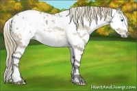 Horse Color:Buckskin Sabino Splash Appaloosa