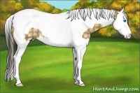 Horse Color:Plaid Bay Ice Sabino Splash Tobiano