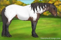 Horse Color:Brown Sabino Near Fewspot