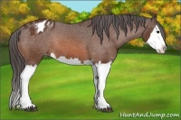 Horse Color:Bay Sabino Splash Appaloosa Rabicano 