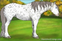 Horse Color:Grullo Ice Splash Appaloosa