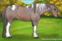 Horse Color:Brown Sabino Tobiano Varnish