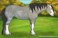 Horse Color:Grullo Ice Sabino Splash Rabicano 