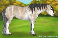 Horse Color:Bay Ice Dun Sabino Splash