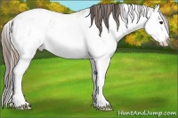 Horse Color:Plaid  Bay Ice Sabino Splash Appaloosa 