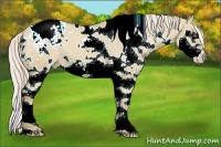 Horse Color:White Spotted Palomino Dun Sabino Splash Appaloosa 