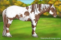 Horse Color:Chestnut Splash Tobiano Snowcap 