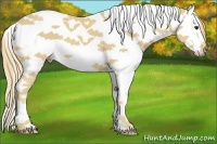 Horse Color:Chestnut Splash Tobiano 
