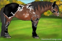 Horse Color:Bay Splash Appaloosa