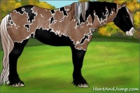 Horse Color:White Spotted Chestnut Sabino Splash Rabicano 