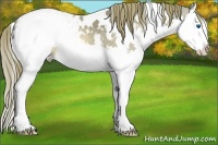 Horse Color:White Spotted Buckskin Splash Appaloosa 