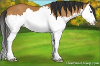Horse Color:Bay Splash