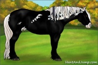 Horse Color:Palomino Dun Sabino Splash Appaloosa 