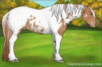 Horse Color:White Spotted Chestnut Tobiano Near Leopard 