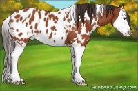 Horse Color:White Spotted Bay Sabino Splash Appaloosa 