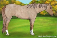 Horse Color:Palomino Roan 