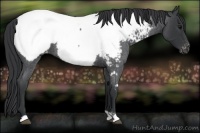 Horse Color:Blue Roan Near Fewspot 