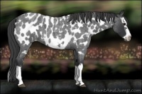 Horse Color:White Spotted Blue Roan Splash Frame Appaloosa 