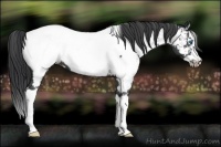 Horse Color:White Spotted Blue Roan Splash Frame Near Fewspot 