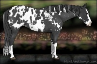 Horse Color:White Spotted Blue Roan Splash Appaloosa 
