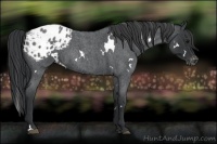 Horse Color:White Spotted Blue Roan Varnish 