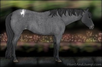 Horse Color:Blue Roan Varnish 