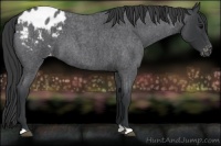 Horse Color:Blue Roan Appaloosa