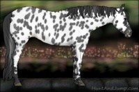 Horse Color:Blue Roan Appaloosa 