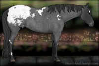 Horse Color:White Spotted Blue Roan Appaloosa