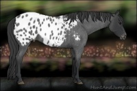 Horse Color:Blue Roan Appaloosa