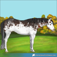 Horse Color:White Spotted Brown Splash 