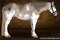 Horse Color:Liver Chestnut Sabino Splash 