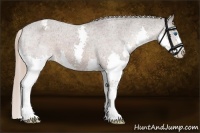 Horse Color:Liver Chestnut Splash Appaloosa 