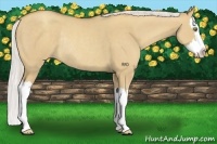 Horse Color:Silver Classic Champagne Dun Splash Rabicano
